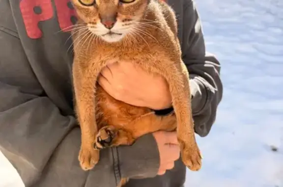 Найдена кошка, Падиково, фото: Найдена кошка, Падиково, Московская область - испуганный котенок