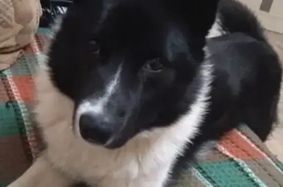 Пропала собака, Угольское сельское поселение, Угольское - черно-белый окрас, оранжевый ошейник - photo