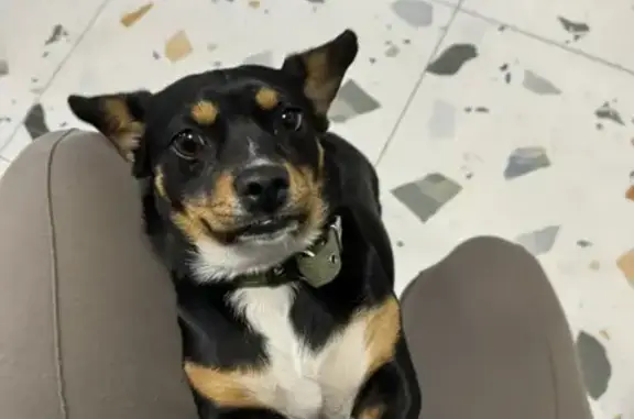 Найдена собака женского пола, Северная улица, 2А, городской округ Батайск - photo