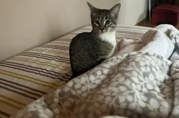 Пропала кошка, Комсомольская улица, 9Б, Одинцово - последний раз видели возле пруда - photo