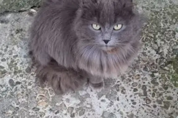 Найдена кошка, Курганинск, фото: Найдена кошка, Промышленная улица, Кошехабль, Курганинск - серый окрас, острые ушки