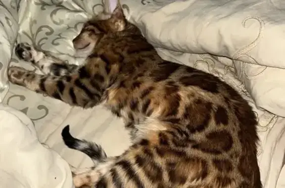 Пропала кошка, 1-й Панковский проезд, 1, Люберцы - photo