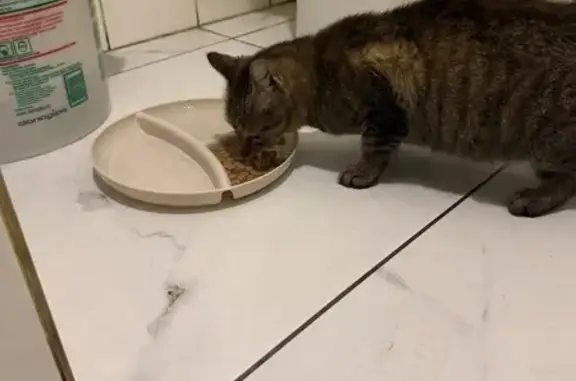 Найдена кошка, Чита, фото: Найдена кошка, Инструментальная улица, Чита - походу беременна, очень ласковая