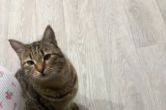 Пропал кот, улица Ломоносова, Навля - полосатый окрас - photo