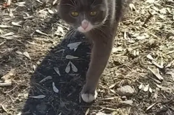 Найдена кошка, Москва, фото: Найдена кошка, Хорошёвское шоссе, 64 к1, Москва - возможно, домашняя