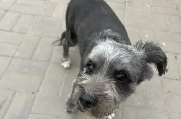 Найдена собака, Ростов-на-Дону, фото: Найдена собака, Троллейбусная улица, 8, Ростов-на-Дону - девочка ухоженная и подстриженная