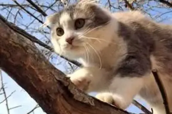 Пропала кошка, Инкубаторный переулок, Кошехабль, Курганинск - серо-белый, шугливый - photo