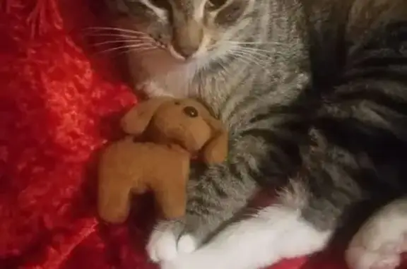 Пропала кошка, Ленинградская улица, Пушкин - 4 цветная с рыжим окрасом - photo