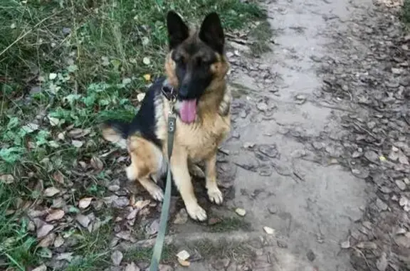 Пропала собака, 2-й Ноксинский переулок, 13, Казань - короткий хвост и родинка на языке - photo