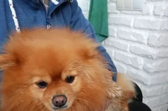 Найденные животные Пенза, фото: Найдена собака, 2, Пенза - рыжий шпиц