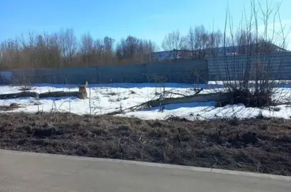 Найдена собака, Москва, фото: Найдена собака, Новосходненское шоссе, 116, Новоподрезково, Москва - рыжая и крупная