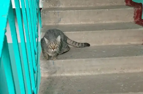 Найдена кошка, Тамбов, фото: Найдена кошка, Базарная улица, 117/50, Тамбов - напугана и шипит