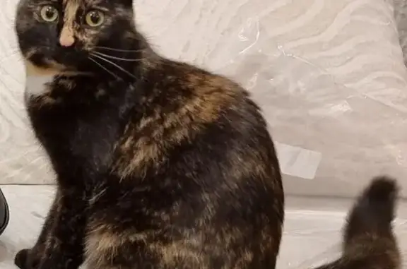 Пропала кошка, Новосибирская улица, 6 к1, Москва - photo