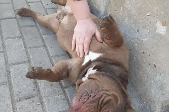 Найдена собака, Тверь, фото: Найден собака, мужской, Речная улица, 42/46, Тверь - светло шоколадный с белыми пятнами