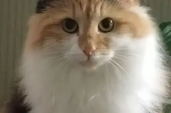 Пропала кошка, улица Пятилетки, 130, Березники - трехшерстная с рыжей маской - photo