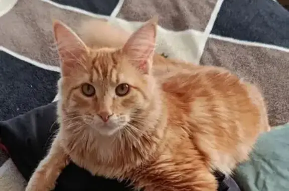 Пропал кот, улица Ленина, 228, Озёры - ручной, первый раз на улице - photo