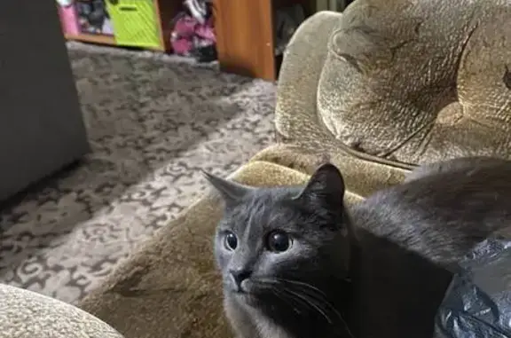 Пропала кошка, Больничная улица, 29, Берёзовский - дымчатый, людей не пугается - photo