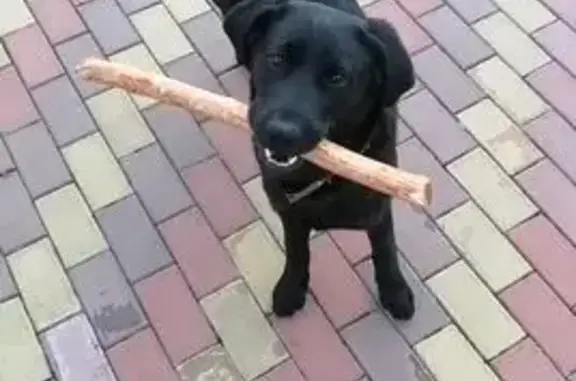 Собаки потеряшки, Яблоновский, фото: Потеряшка собака, улица Теучежа, 5, Яблоновский - чёрный лабрадор по кличке Блэк