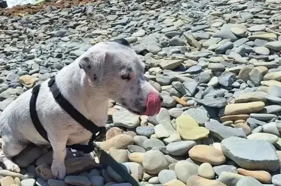 Пропал собака, Анапа, кобель породы Джек Рассел - photo