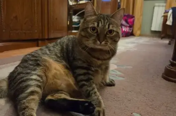 Кошки потеряшки, Омск, фото: Потеряшка кошка, Ялтинская улица, 49, Омск - серая с коричневыми полосками