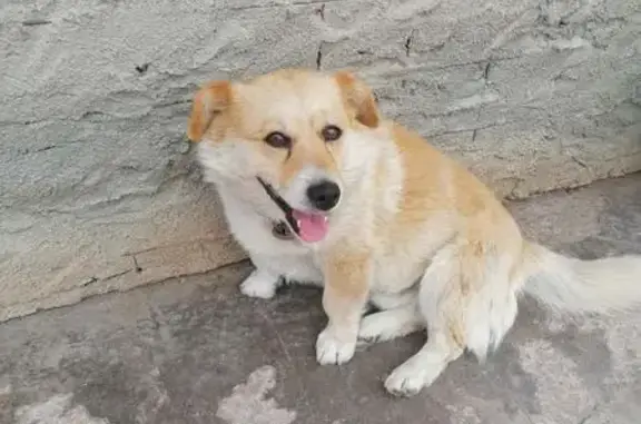 Пропал собака, Славянская улица, 24, Весенний - был в темно-зеленом ошейнике - photo