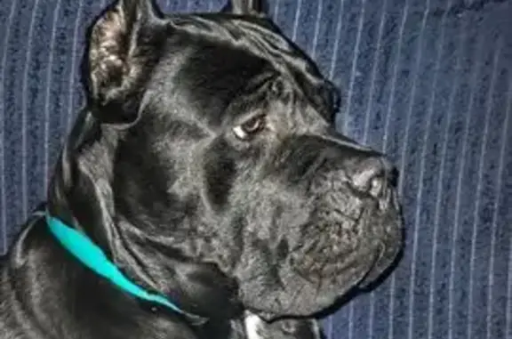 Пропала собака, Технологический проезд, Новосибирск - черная с белой окраской - photo