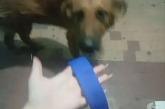 Найден собака, улица Гамарника, Комсомольск-на-Амуре - мальчик в синем ошейнике - photo