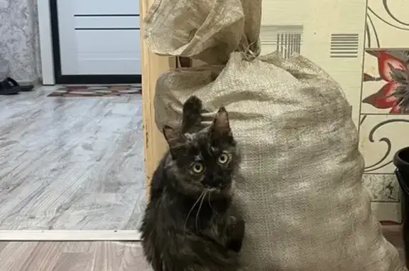 Пропала кошка, 7, Саянск - темно-серый окрас, спрыгнула с 4 этажа - photo