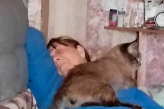 Пропал кот, проспект Труда, 19, Воронеж - серый с черным хвостом - photo