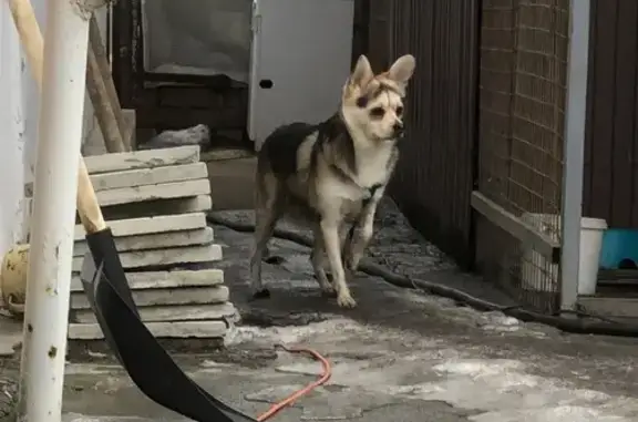 Найдена собака, Челябинск, фото: Найден собака, улица Куйбышева, Челябинск - мальчик со шлейкой и поводком