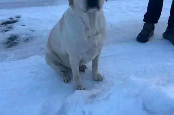 Найдена собака, Бердск, фото: Найдена собака, улица 8-й квартал, 12, городской округ Бердск - девочка лабрадор