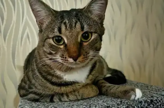 Пропал кот, Балабаново, Калужская область - серо-коричнево-черная полоска - photo