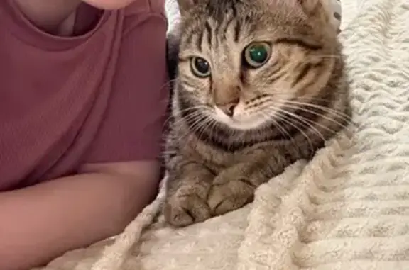 Потерянные животные Дюртюли, фото: Пропала кошка, улица Разила Мусина, 98, Дюртюли - со шлейкой коричнево-оранжевой