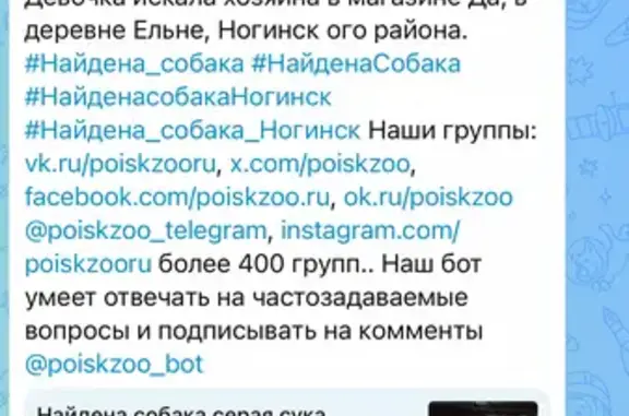 Найдена собака, Ельня, фото: Найден собака, Лосино-Петровский - Ногинск, Ельня - серая девочка