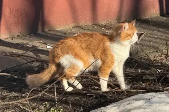 Найденные животные Москва, фото: Найдена кошка, Братская улица, 8/16, Москва
