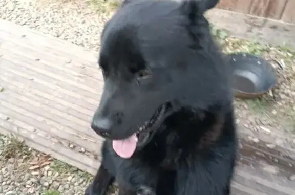 Собаки потеряшки, Иркутск, фото: Потеряшка собака, Солнечная снт им. 6-й Пятилетки, 42, Иркутск - черный окрас, слеповат