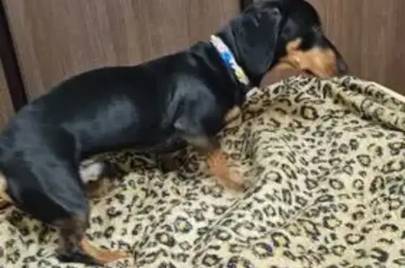 Найденные животные Красноярск, фото: Найден собака, Становая улица, Красноярск - молодой таксеныш