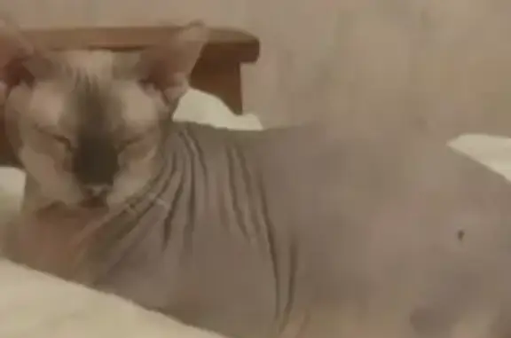 Пропала кошка, «Дон», Кореновское городское поселение, Кореновск, канадский сфинкс с родинкой в виде сердца - photo