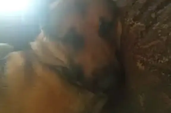 Пропал собака, Кириллово, Башкортостан - photo