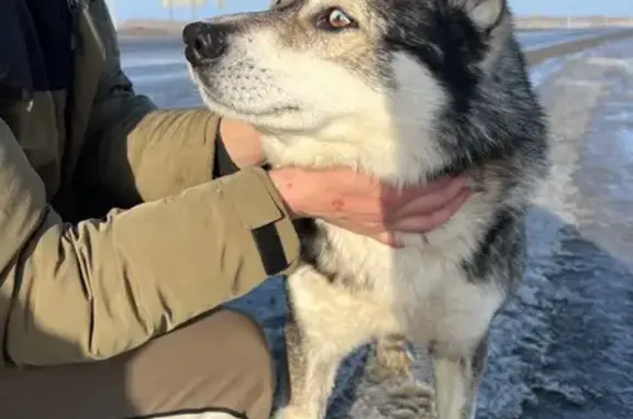 Найдена собака, Осиновка (кемеровский), фото: Найден собака, «Сибирь», Осиновка (кемеровский) - мальчик, похож на хаски