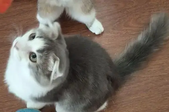 Пропал кот, Кошехабль, Адыгея - серо-белый с пушистым хвостом - photo