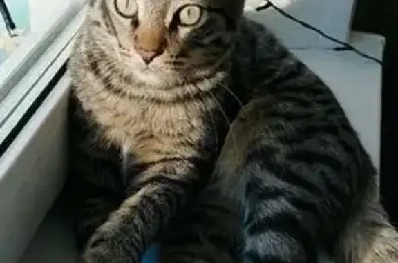 Пропал кот, улица Челюскинцев, 54, Кыштым - полосатый - photo