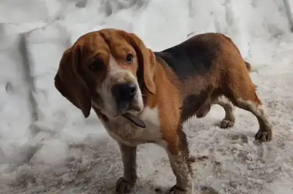 Найдена собака, Казань, фото: Найден собака, улица Серафимовича, 20, Казань - кобель с ошейником