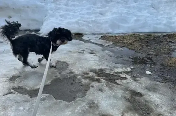 Найдена собака, Шунга, фото: Найдена собака, девочка, Шунга, Костромская область - черно подпалая