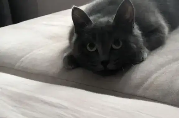 Найдена кошка, Кременкульское, фото: Найдена кошка, ЧКАД, Кременкульское сельское поселение, Кременкульское - серый окрас с белым пятнышком