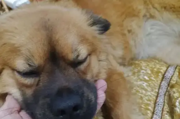 Найдена собака, Ставрополь, фото: Найдена собака, Мутнянская улица, 54А, Ставрополь - очень добрая и домашняя