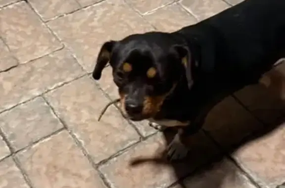 Найдена собака, Батайск, фото: Найдена собака, улица Северная звезда, Батайск - маленькая, размером с таксу