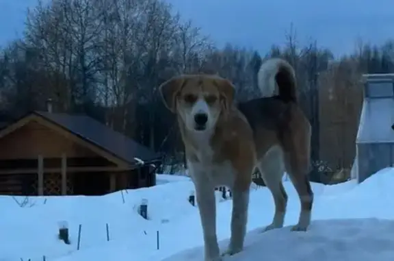 Пропала собака, Советская улица, 86, Горбатовка - photo