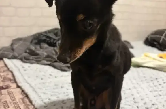 Найдена собака, Пермь, фото: Найден той терьер, улица Мира, 47, Пермь - черная с коричневыми лапками