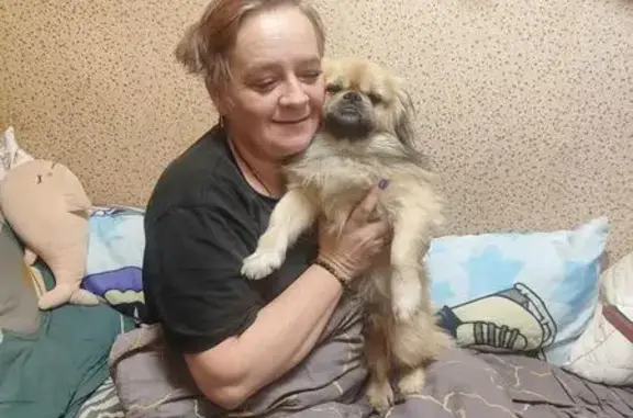 Собаки потеряшки, Брянск, фото: Потеряшка собака, улица Игоря Кустова, 48, Брянск - пекинес, нет нижнего клыка